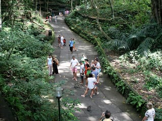 Ubud Monkey Forest in Denpasar, Indonesia