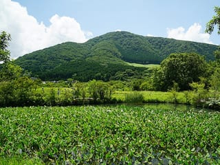Hakone Botanical Garden of Wetlands in Ashigarashimo, Japan