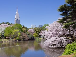 Shinjuku Gyoen in Tokyo, Japan