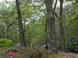 Richmond Park in London, United Kingdom