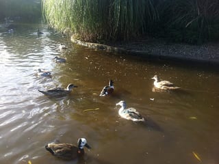 WWT Castle Espie Wetland Centre in Belfast, United Kingdom