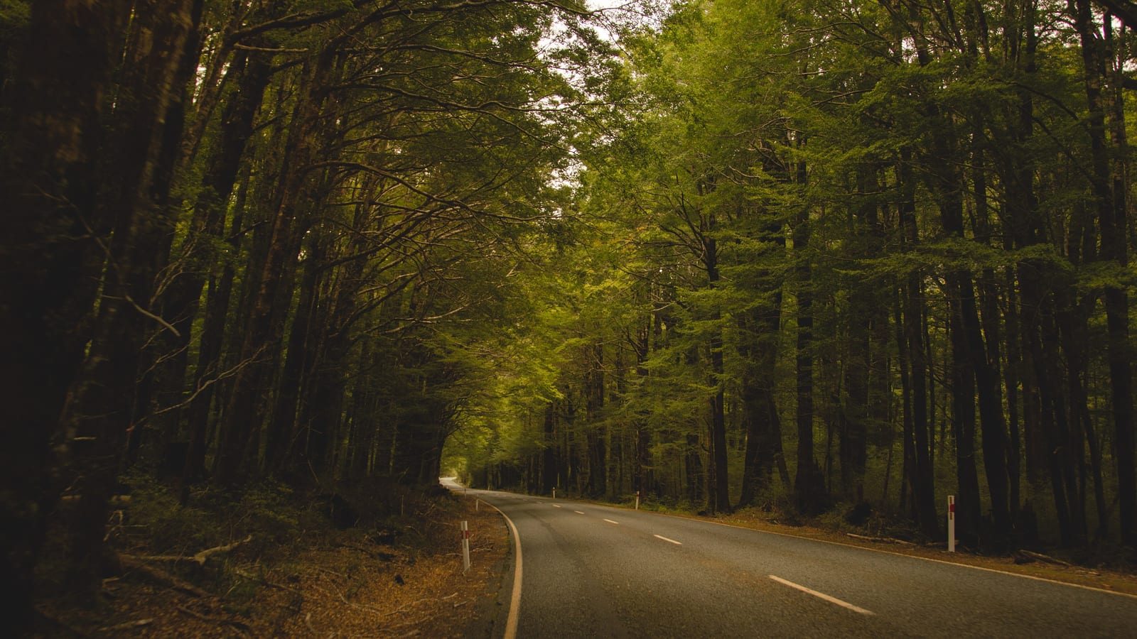 Empty forest road near Milford Sound, New Zealand, the kind of drive that needs an International Driving Permit